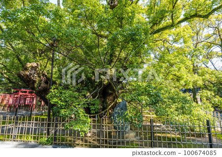 A cloudy camphor tree at Hachimangu Shrine in Hamamatsu City, Shizuoka Prefecture. 100674085