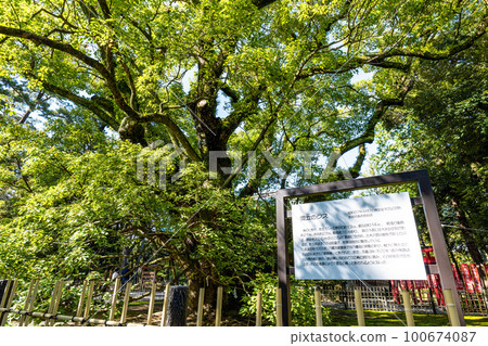 A cloudy camphor tree at Hachimangu Shrine in Hamamatsu City, Shizuoka Prefecture. 100674087