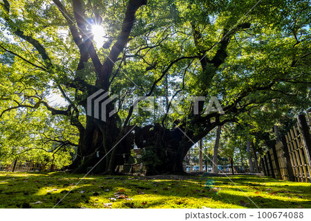 A cloudy camphor tree at Hachimangu Shrine in Hamamatsu City, Shizuoka Prefecture. 100674088
