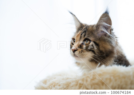 maine coon cat maine coon cat 100674184