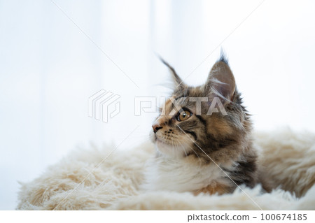 maine coon cat maine coon cat 100674185