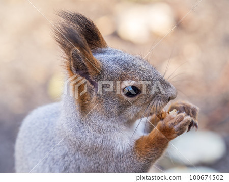 The squirrel with nut sits on tree in the autumn. Eurasian red squirrel, Sciurus vulgaris. The squirrel with nut sits on tree in the autumn. Eurasian red squirrel, Sciurus vulgaris. 100674502