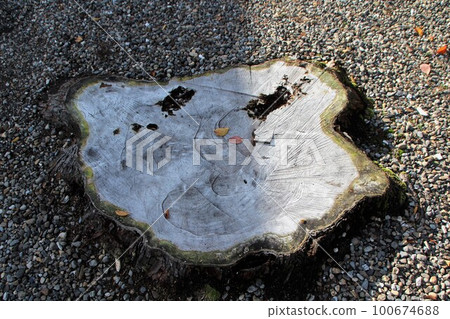 Stump of big trees 100674688