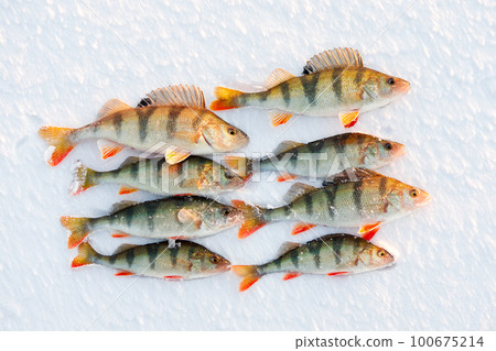 Ice fishing perch on the snow. winter fishing, perch fish on the ice in winter on the sea lake river 100675214