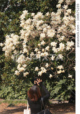 Woman photographing white magnolia Back view Woman photographing white magnolia Back view 100675289