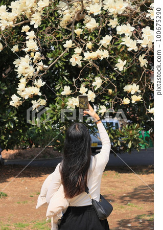 Woman photographing white magnolia Back view Woman photographing white magnolia Back view 100675290