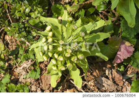 日本款冬芽 日本款冬芽 100676004