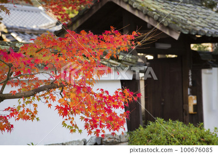 Autumn leaves seen at Tenryu-ji Temple in Kyoto Autumn leaves seen at Tenryu-ji Temple in Kyoto 100676085