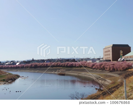 cherry blossom at river side cherry blossom at river side 100676868