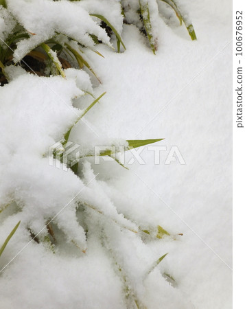 Snow piled up on the undergrowth 100676952