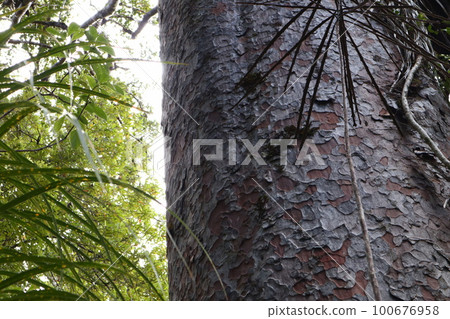 kauri bark 100676958
