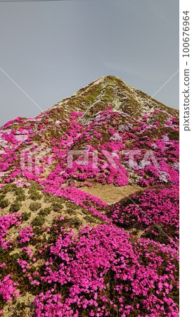 Moss phlox Moss phlox 100676964