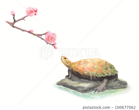 Japanese pond turtle looking up at plums on a stone Japanese pond turtle looking up at plums on a stone 100677062
