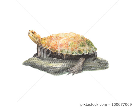 日本池龜在石頭上曬日光浴 100677069