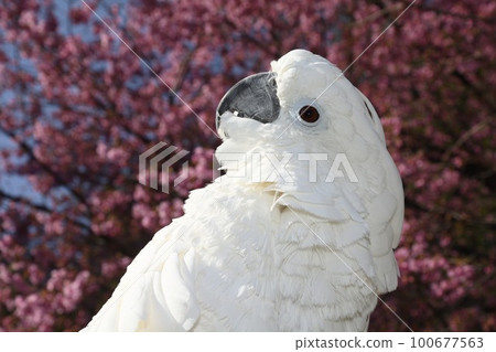 鳳頭鸚鵡鳳頭鸚鵡鳥 100677563