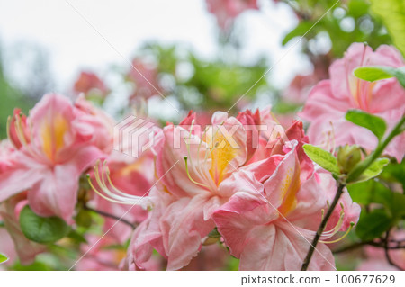 Vancouver, beautiful pink azaleas blooming in spring park 100677629
