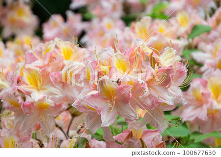 Beautiful yellow and pink azaleas blooming in a park in spring, Vancouver 100677630