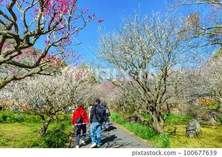 Atami Plum Garden, Atami City, Shizuoka Prefecture 100677639