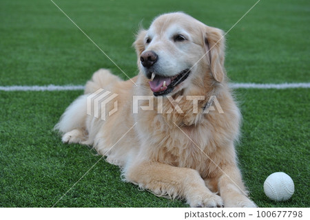 happy face golden retriever playing ball happy face golden retriever playing ball 100677798