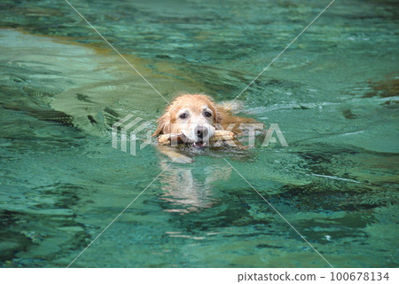 Large dog swimming in the blue river 100678134