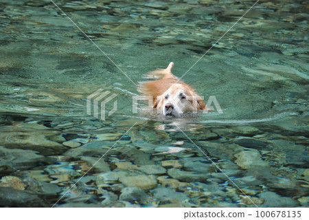 金毛在水中玩耍 100678135