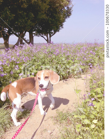 Beagle dog walking on a walking path in a flower garden Beagle dog walking on a walking path in a flower garden 100678330