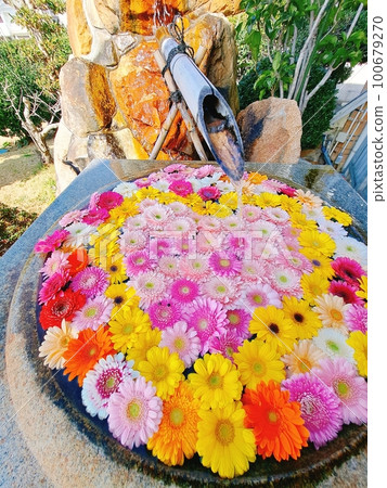 Colorful gerbera flowers decorated in a heart shape in a round water bowl 100679270