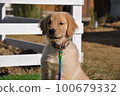 dog run puppy 100679332
