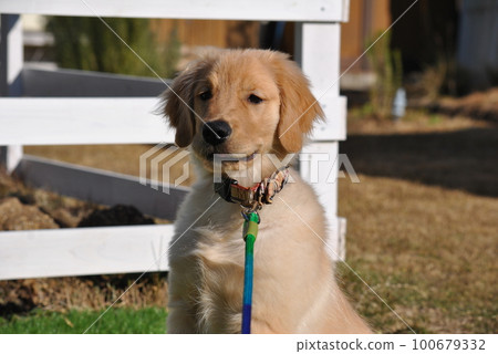 dog run puppy 100679332