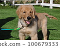 Puppy happy to be out in the garden 100679333