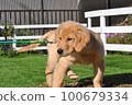 four month old golden retriever 100679334