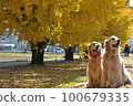 Ginkgo trees and golden retriever 100679335