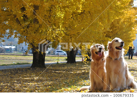 Ginkgo trees and golden retriever 100679335