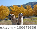Blue sky, golden retriever and ginkgo 100679336