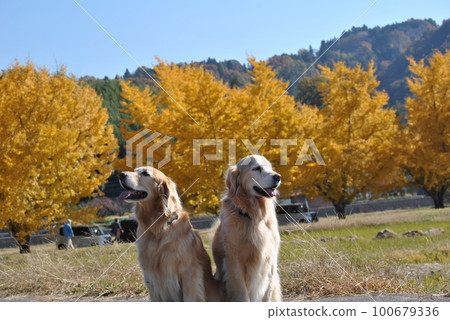 Blue sky, golden retriever and ginkgo 100679336