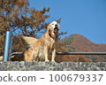 Golden retriever in the blue sky 100679337