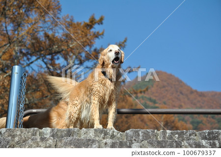Golden retriever in the blue sky 100679337