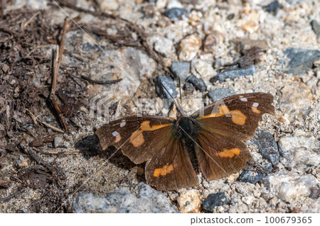 終身蝴蝶 100679365