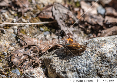 終身蝴蝶 100679366