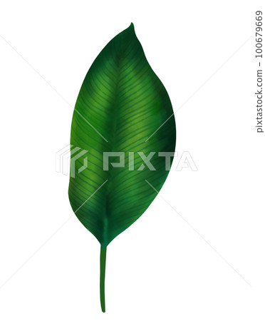 Green tropical leaves watercolor painting clipart Green tropical leaves watercolor painting clipart 100679669
