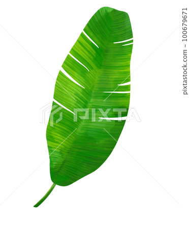 Green tropical leaves watercolor illustration clipart Green tropical leaves watercolor illustration clipart 100679671