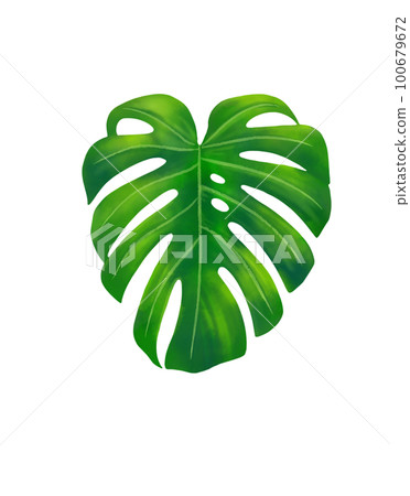 Tropical leaves monstera leaf hand drawing watercolor Tropical leaves monstera leaf hand drawing watercolor 100679672