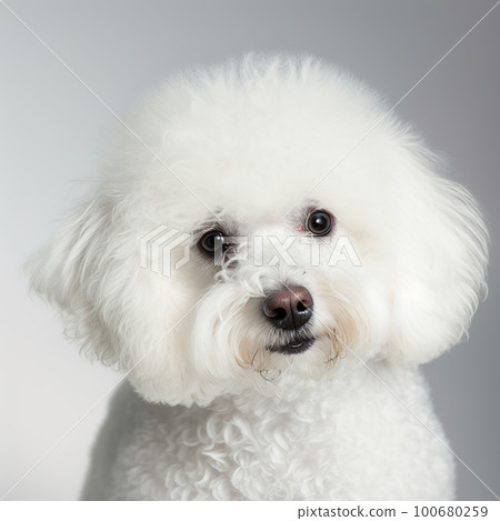Ravishing studio shot with cute bichon frise dog portrait on isolated background 100680259