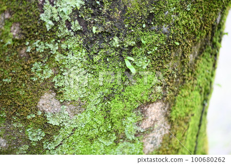 長在老樹上的苔蘚 100680262