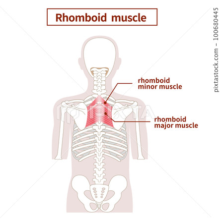 yoga, medicine, vector 100680445
