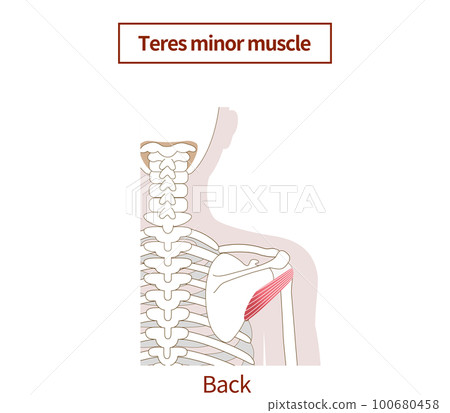 yoga, medicine, vector 100680458