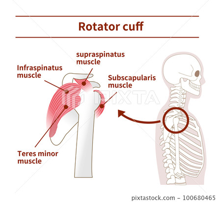 yoga, medicine, vector 100680465