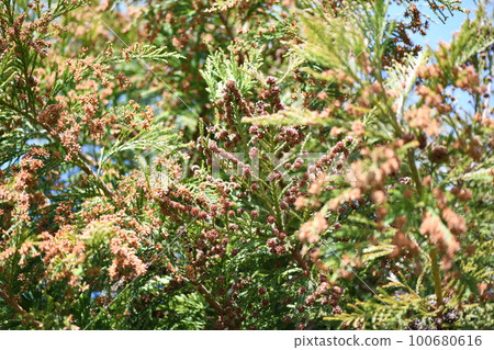 日本雪松球果（雌花）和雄花 100680616