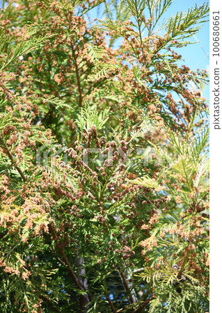 Japanese cedar cones (female flowers) and male flowers 100680661