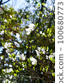 Shirobana Genkai Azalea 100680773